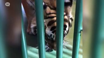 Natuurhulpcentrum redt 2 tijgers die maanden opgesloten zaten in Spaanse zoo