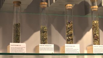 Eerste cannabisshop opent zijn deuren in winkelcentrum Hasselt