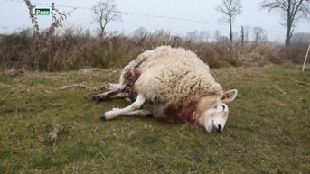 Weer drie schapen doodgebeten in Peer, derde wolf aan het werk?