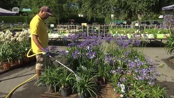 Tuincentra nemen extra maatregelen om bloemen en planten tegen hitte te beschermen