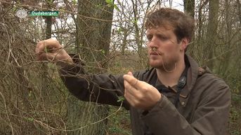 De natuur ontwaakt nu al door het warme weer