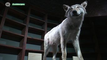 Pop-up expo moet Limburgers informeren over terugkeer wolf