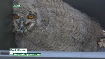 Natuurhulpcentrum haalt alles uit de kast om oehoe te redden in Riemst