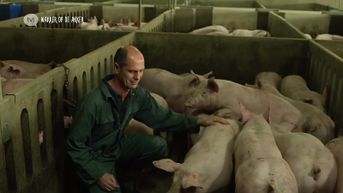 Op bezoek bij varkenshouder Piet Paesmans