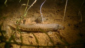 Bijna uitgestorven vis teruggevonden in Demerdelta