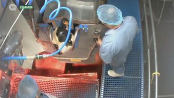 Hasselts slachthuis zet slachtprogramma stop en werkt aan oplossing na gelekte video van dierenmishandeling