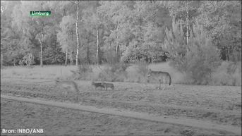Dit zijn de eerste beelden van de vier Limburgse wolvenwelpen