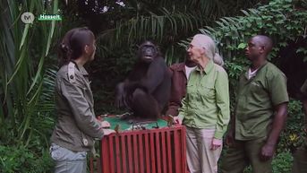 Universiteit Hasselt geeft ere-doctoraat aan Jane Goodall