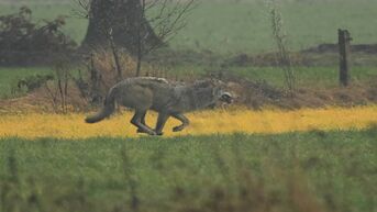 Nieuwe beelden van Limburgse wolven