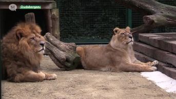 Verwaarloosde leeuwen verlaten quarantaine in Natuurhulpcentrum