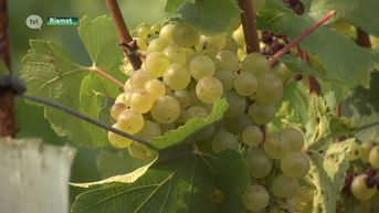 Wijnoogst Genoels-Elderen gestart: topjaar voor witte Chardonnay, rode Pinot Noir doet het slecht