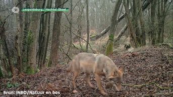 Limburgse wolf gespot aan Kamperbaan in Hechtel