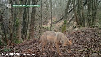Limburgse wolf gespot aan Kamperbaan in Hechtel