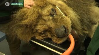 Leeuwen van Natuurhulpcentrum krijgen medische check-up