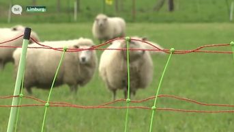 Al 100 vrijwilligers schreven zich in om wolvenrasters te plaatsen