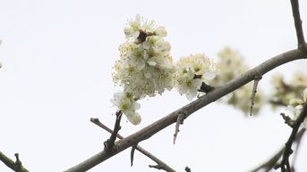 De natuur staat vroeger in de bloei door zachte winter