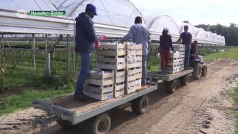 Fruitteler wil seizoensarbeiders langer aan het werk om heropflakkering corona te voorkomen