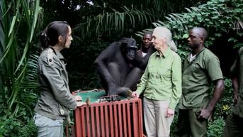 Ere-doctor UHasselt Jane Goodall: 