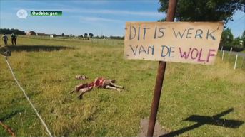 Welkom Wolf: