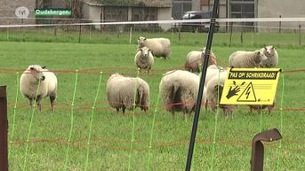 Natuurhulpcentrum organiseert groepsaankopen voor bescherming tegen wolven voor schapenhouders