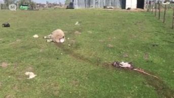 Weer vier schapen doodgebeten in Peer