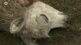 Wolven bijten drie alpacas dood in Peer