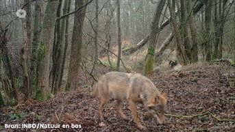Limburgse wolven beter beschermd