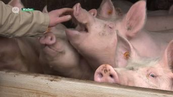 Boerenjaar voor Limburgse varkens