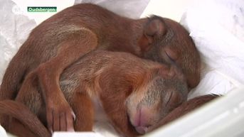 Natuurhulpcentrum vangt 12 eekhoorns op die uit de boom waaiden