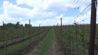 Limburgse wijnbouw heeft nauwelijks last van droogte