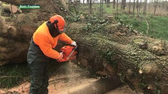Stormschade: enorme boom valt over de weg in Sint-Truiden