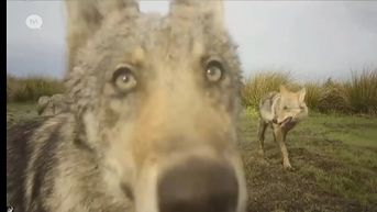 Nieuwe beelden van maar drie wolvenwelpen: 