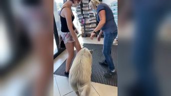 Varken stapt Lidl binnen in Leopoldsburg