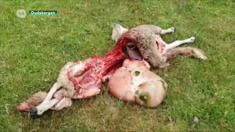 Opnieuw schaap doodgebeten bij schapenhouder in Meeuwen
