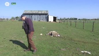 Wolven bijten opnieuw schapen dood in Peer