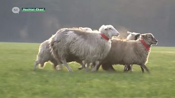 Kwalificaties WK schapendrijven in Hechtel-Eksel