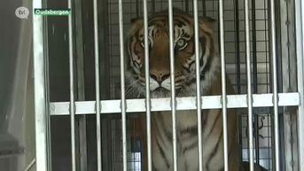 Nathuurhulpcentrum redt twee tijgers die maandenlang opgesloten zaten in verlaten zoo in Spanje