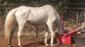 Zeven verwaarloosde paarden in beslag genomen na advertentie op tweedehandssite