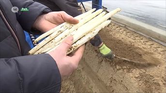 Limburgs aspergeseizoen begint veel vroeger dan andere jaren