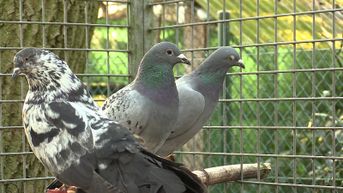 Natuurhulpcentrum: niet roofvogels, maar duivenmelkers zijn grootste vijanden van duiven