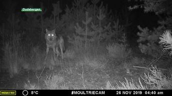 Er is een tweede wolf in Limburg. Niet zeker of August een nieuw lief heeft.