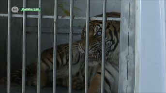 Spaanse tijgerin uit Natuurhulpcentrum overleden