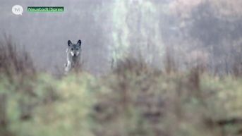 Duitse wolvenexpert Kaasche: