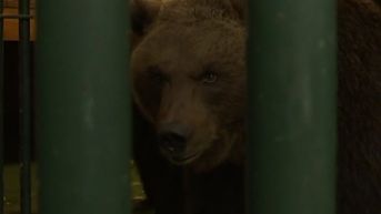 Natuurhulpcentrum vangt drie verwaarloosde beren uit Litouwen op