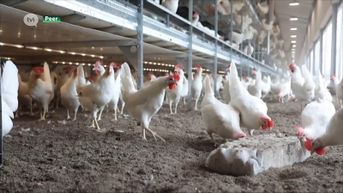 Minister Demir weigert vergunning voor kippenstal in Peer