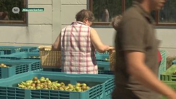 Fruitboer deelt gratis 50 ton appelen en peren uit