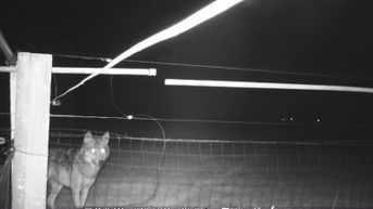 Boerenbond wil volledige terugbetaling van omheining tegen wolven