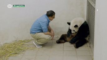 Bocholtenaar helpt reuzenpanda's Pairi Daiza ter wereld komen