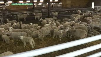 Professionele schapenhouders krijgen nu ook 80 procent subsidies voor wolvenmaatregelen na klachten over gebrekkige regeling