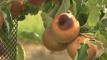 Nieuwe ramp voor fruittelers: appelen beschadigd door vorstschade en zonnebrandschade